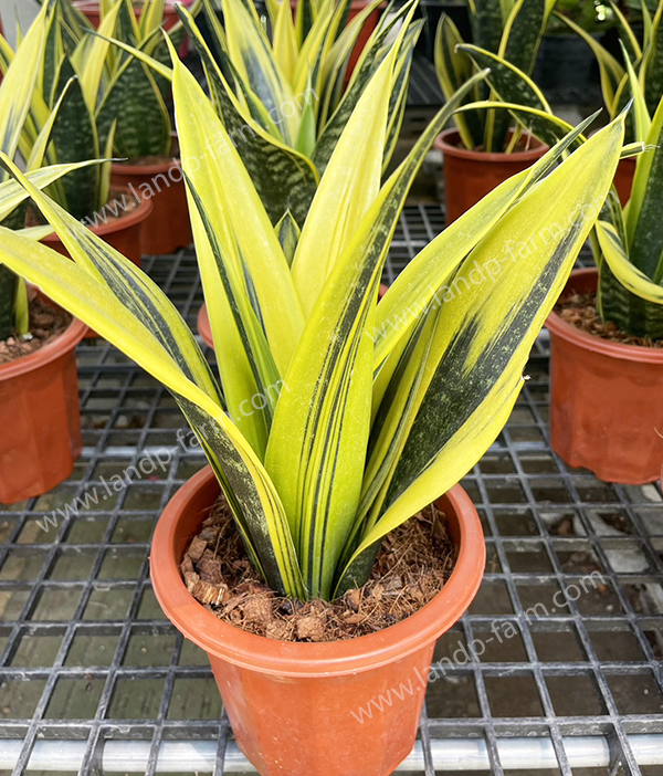 Sansevieria Gloden flame <br>SAN-012<br>              