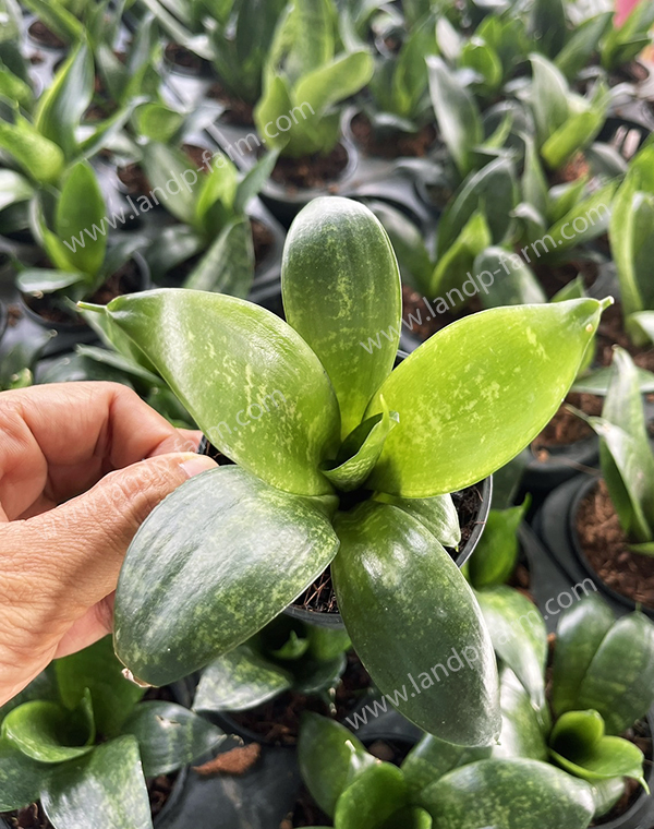 Sansevieria Green Hahnii<br>SAN-019 (Pot 3