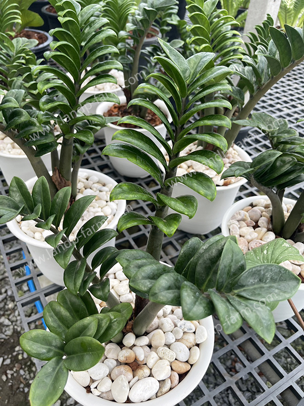 Zamioculcas zamiifolia <br>Zenzi Dwarf<br>ZZ-004<br>              