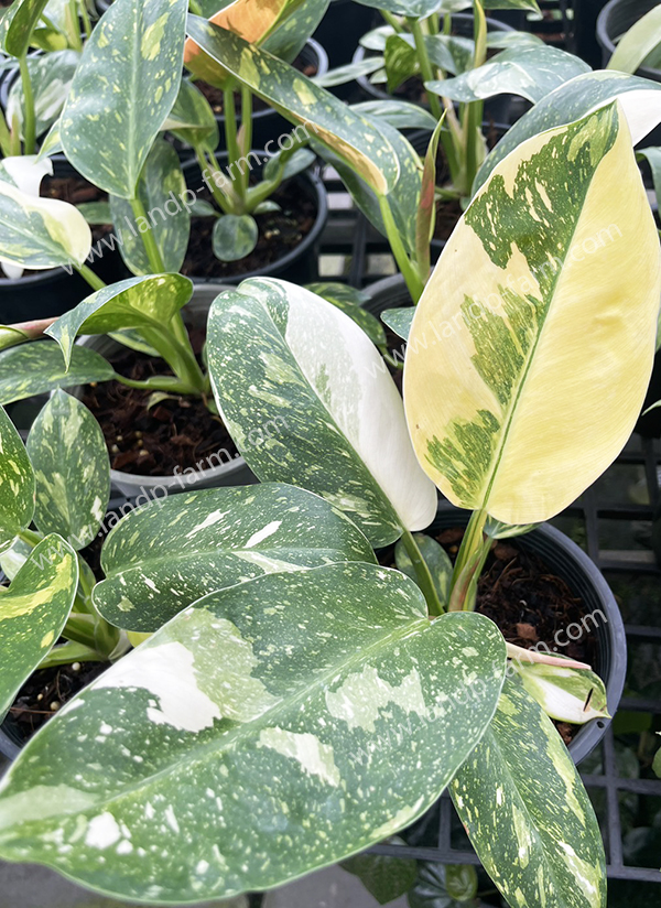 Philodendron Green Congo <br>hybrids Variegated<br>PLD-066<br>              