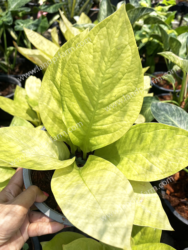 Anthurium Golden Jenmanii <br>FA-009<br>              