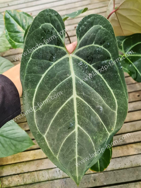 Anthurium Black velvet x Crystallinum <br>FA-013<br>              