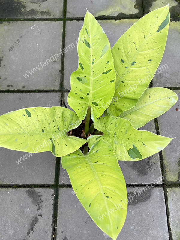 Philodendron Ruaysap Marble Variegated<br>PLD-081<br>              