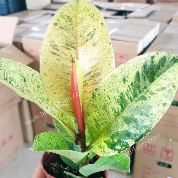 Ficus Shivereana (Moonshine)<br>FT-013<br>              