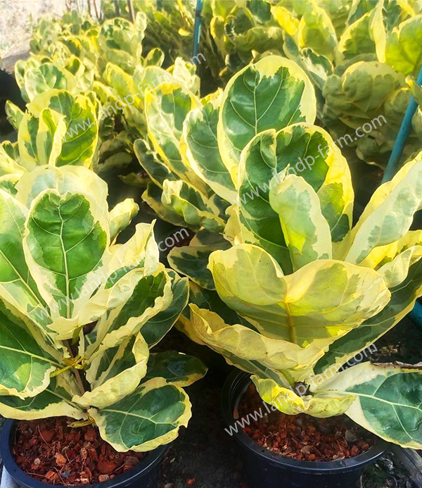 Ficus Lyrata variegated<br>FT-011<br>              