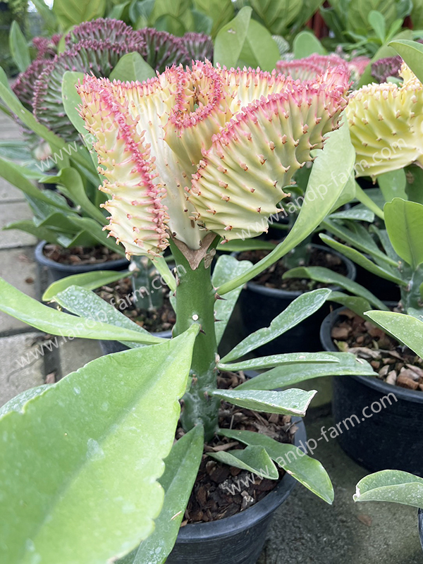 Euphorbia Lactea <br>ELA-002</br>              