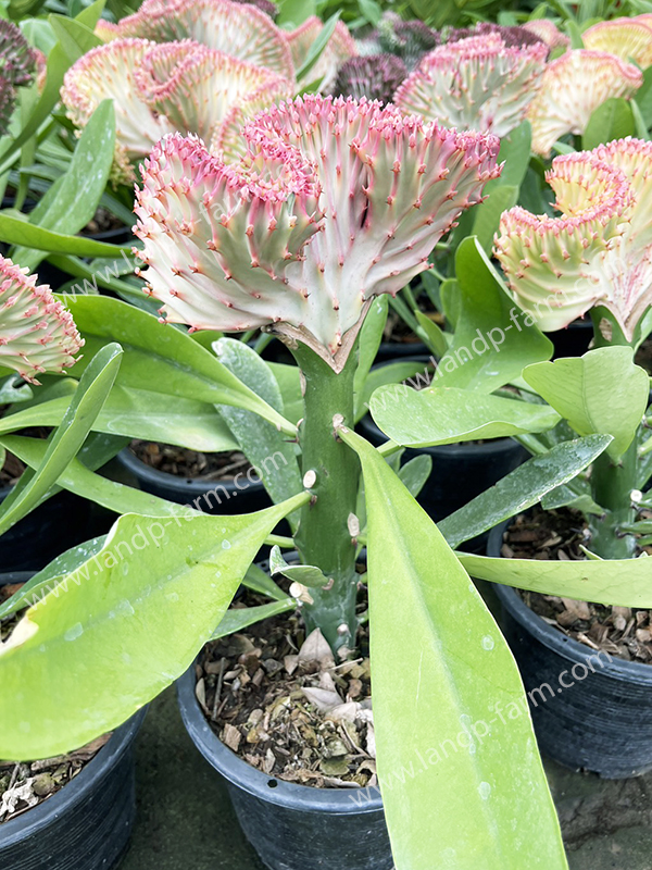 Euphorbia Lactea <br>ELA-002</br>              