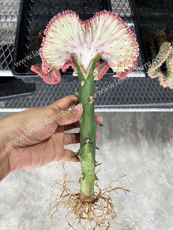 Euphorbia Lactea <br>Export by Air cargo (bare roots plants)</br>              