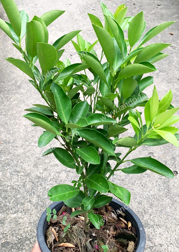 Citrus Japonica Thunb <br>(None variegated,pot 8”)<br>FP-040<br>              