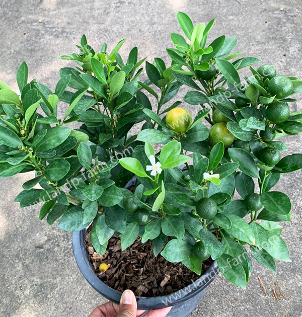 Citrus Japonica Thunb <br>(None variegated,pot 11”)<br>FP-040<br>              