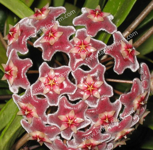 Hoya pubicalyx Red<br>HY-013<br>              