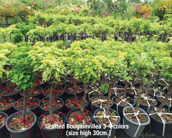 1 bush, 3-4-colors grafted (Variegated leafs, size S)<br>BGV-002<br>              