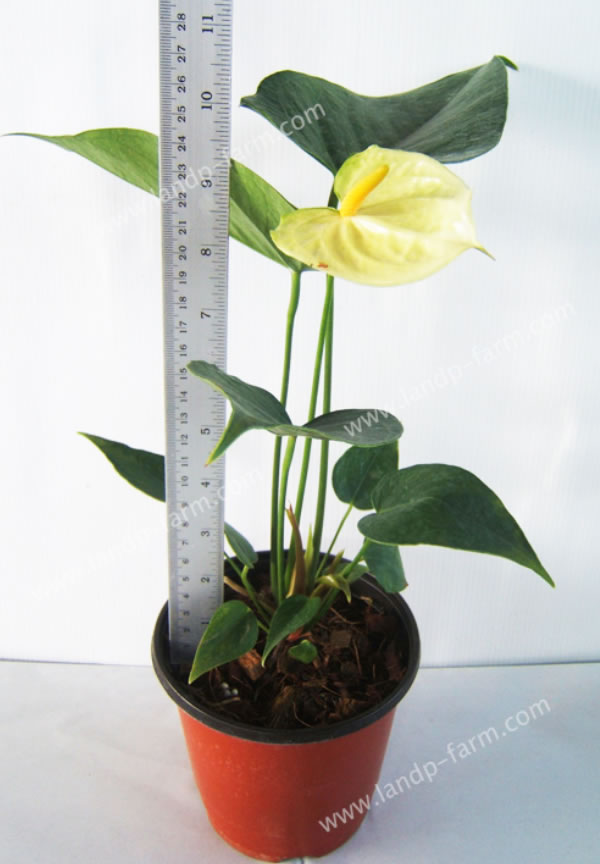 Yellow (Medium flower) <br>ATR-016<br>              