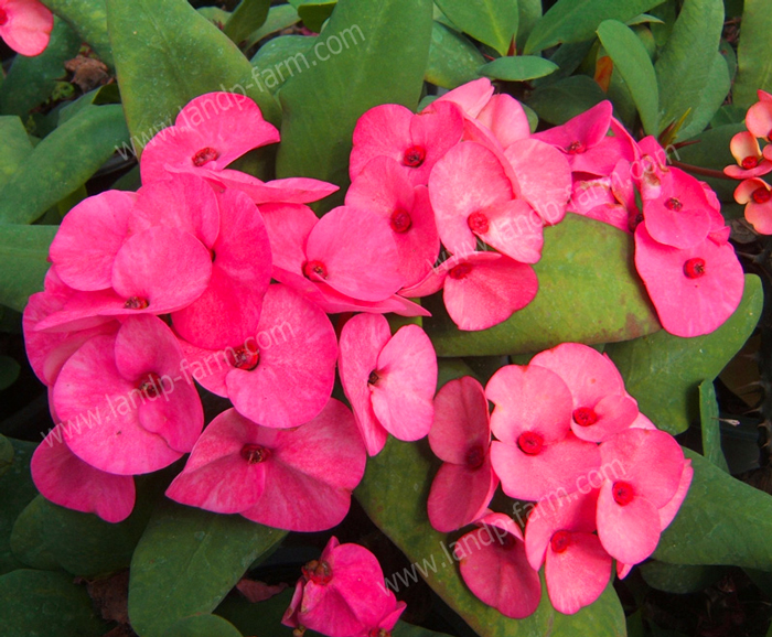 Lady Valentine<br>(Thai name : วาเลนไทน์)<br>EML-075<br>              