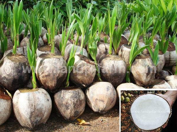 Dwarf coconut milk <br>FP-027</br>              