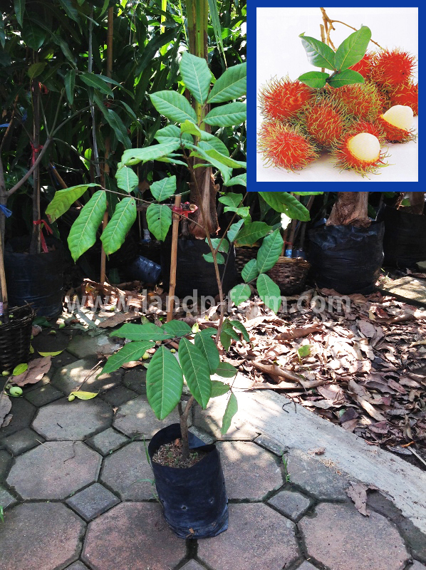 Rambutan plants<br>FP-004<br>              