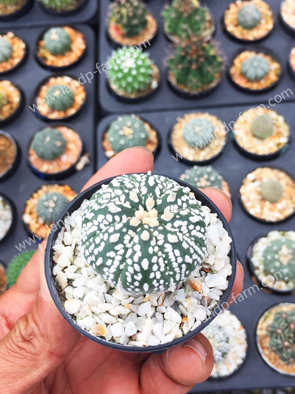 Astrophytum Asterias<br>CAC-058<br>              