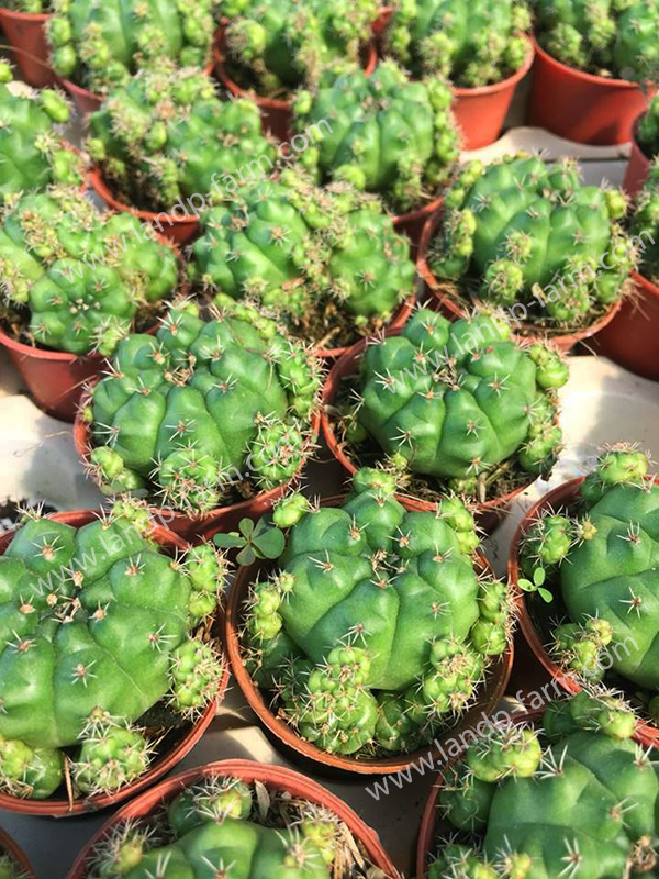 Gymnocalycium Damsii<br>CAC-021<br>              