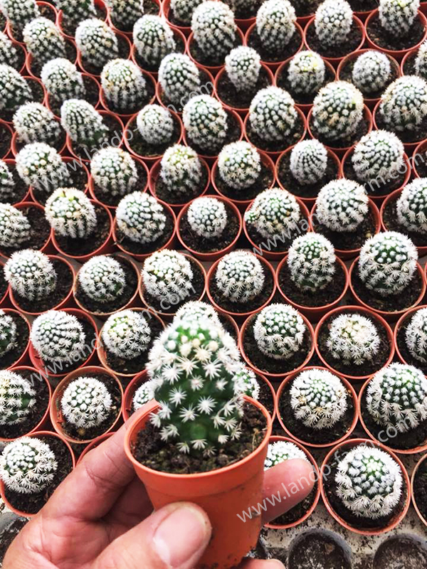 Mammillaria Gracilis Arizona Snowcap<br>CAC-027<br>              