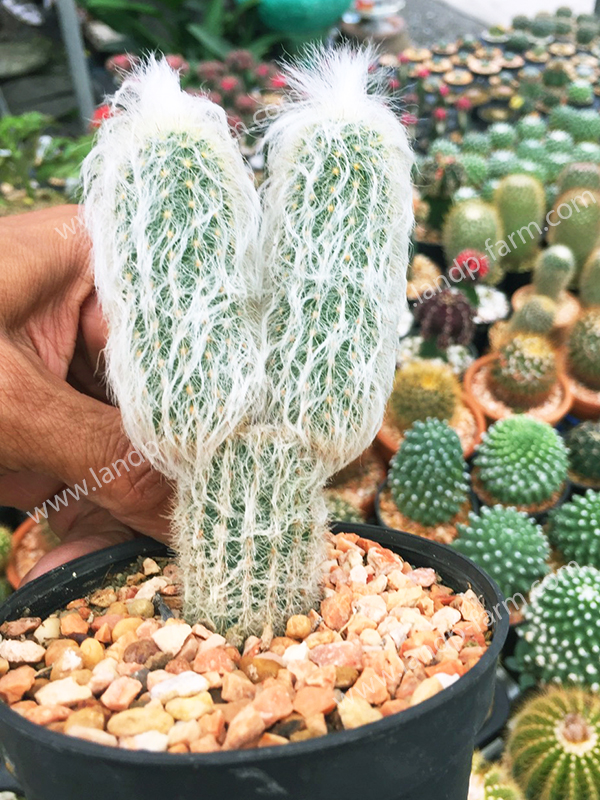 Cephalocereus Senilis<br>CAC-076<br>              