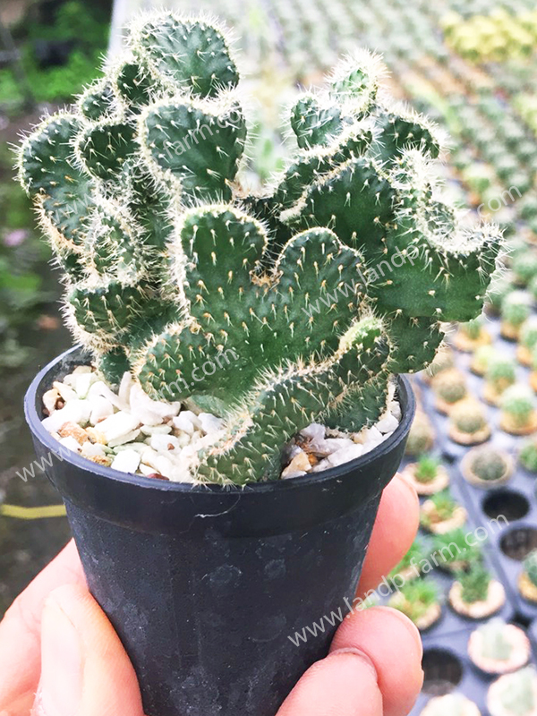 Opuntia Cylindrica Creastata<br>CAC-070<br>              