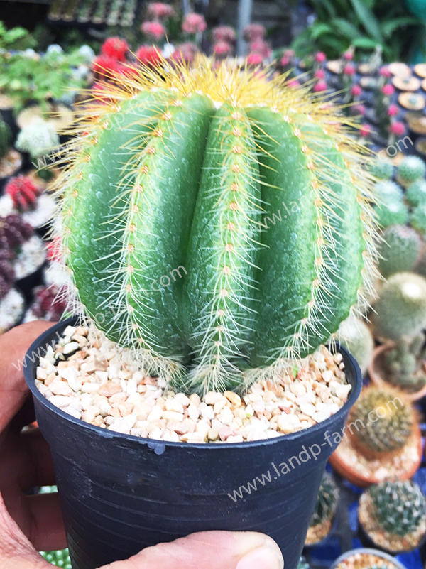 Notocactus Magnificus<br>CAC-057<br>              