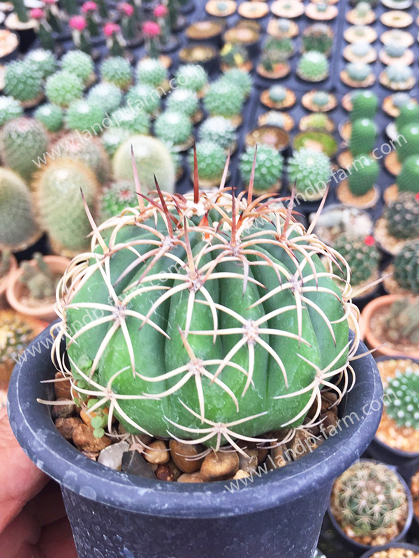 Melocactus Matanzanus<br>CAC-065<br>              