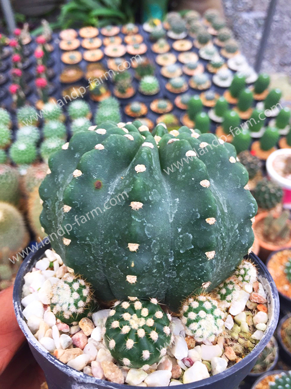 Echinopsis Subdenudata<br>CAC-066<br>              