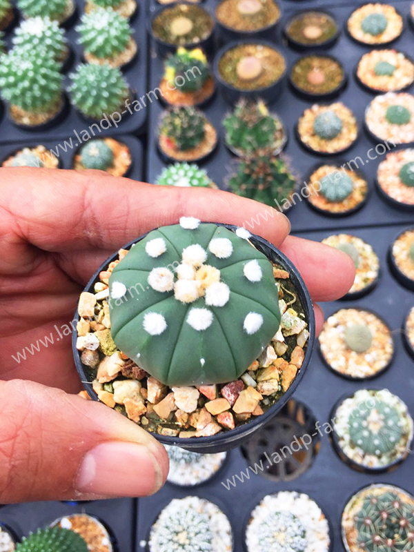 Astrophytum Asterias Nudum<br>CAC-063<br>              