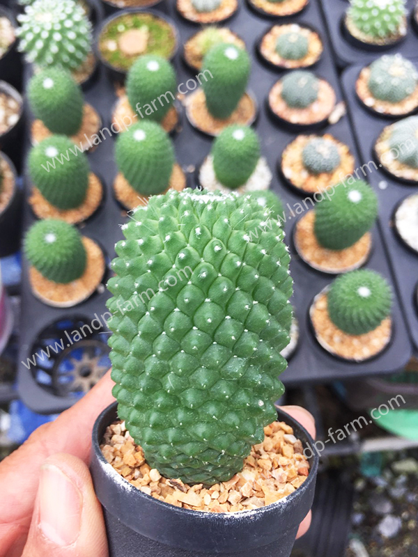 Mammillaria Spinosissima<br>CAC-067<br>              