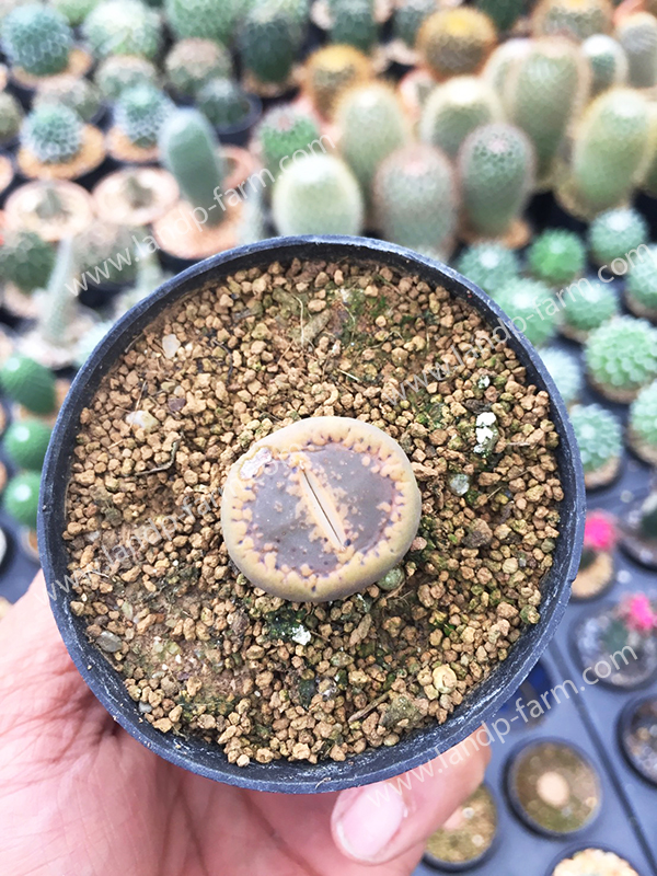 Lithop<br>CAC-064<br>              