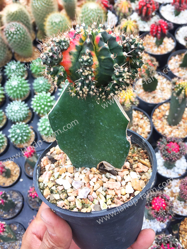 Gymnocalycium Mihanovichii <br>CAC-051<br>              