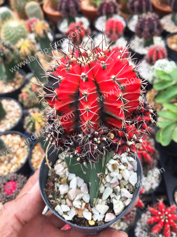 Gymnocalycium Mihanovichii <br>CAC-050<br>              