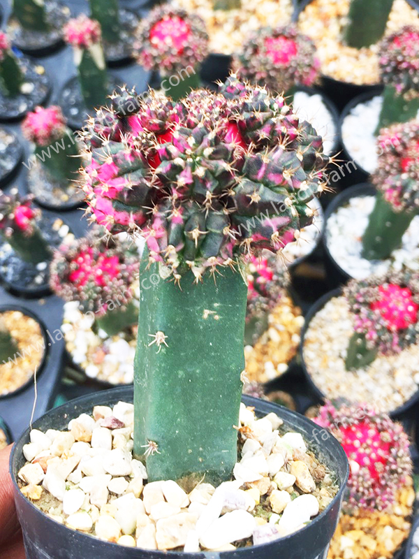 Gymnocalycium Mihanovichii <br>CAC-049<br>              