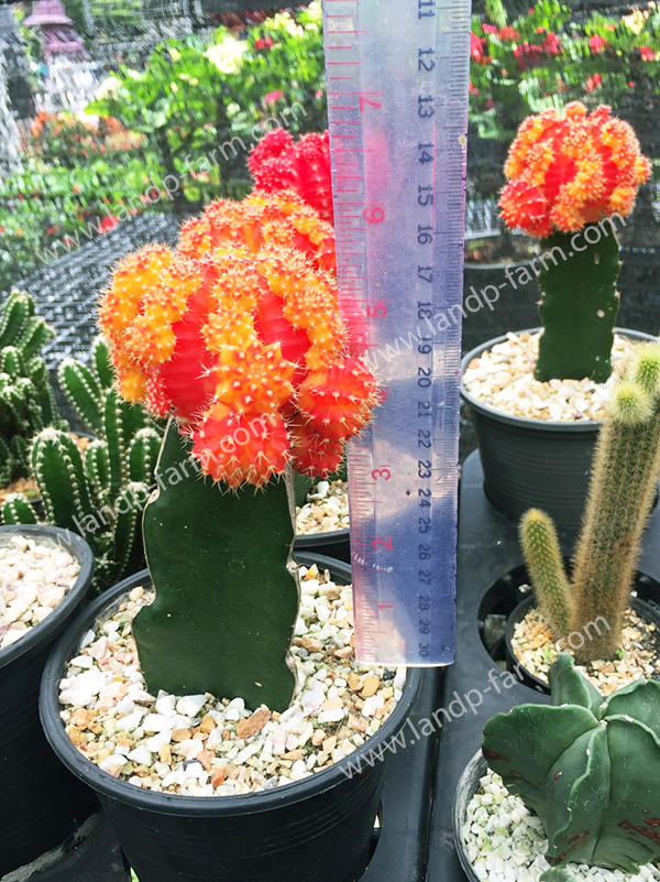 Gymnocalycium Mihanovichii <br>CAC-053<br>              