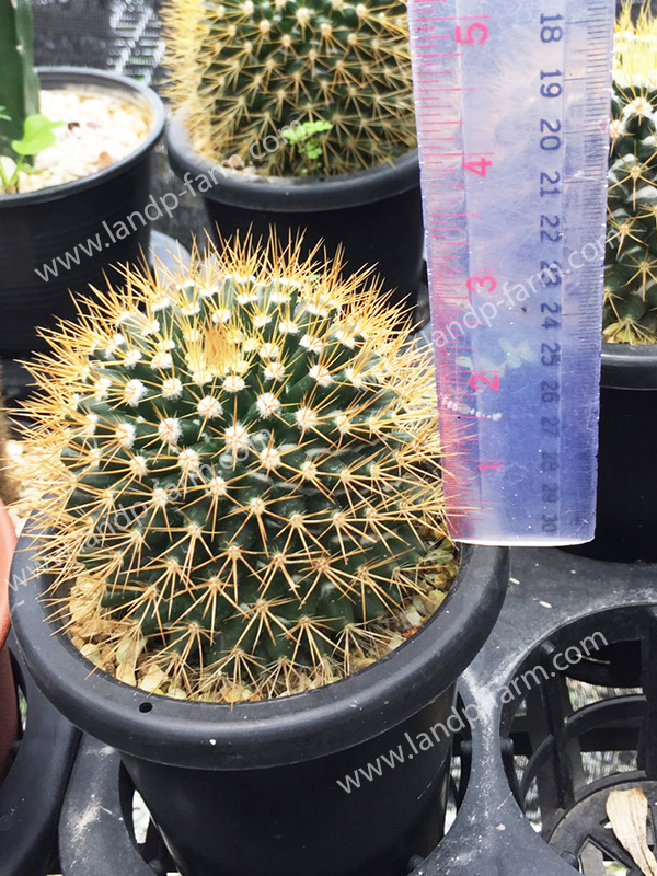 Mammillaria Nivosa<br>CAC-062<br>              