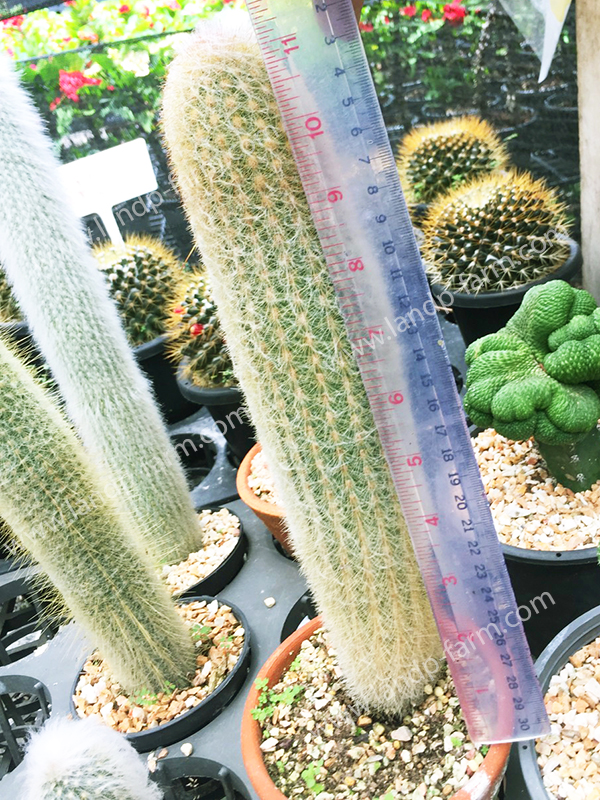 Cephalocereus Senilis<br>CAC-061<br>              