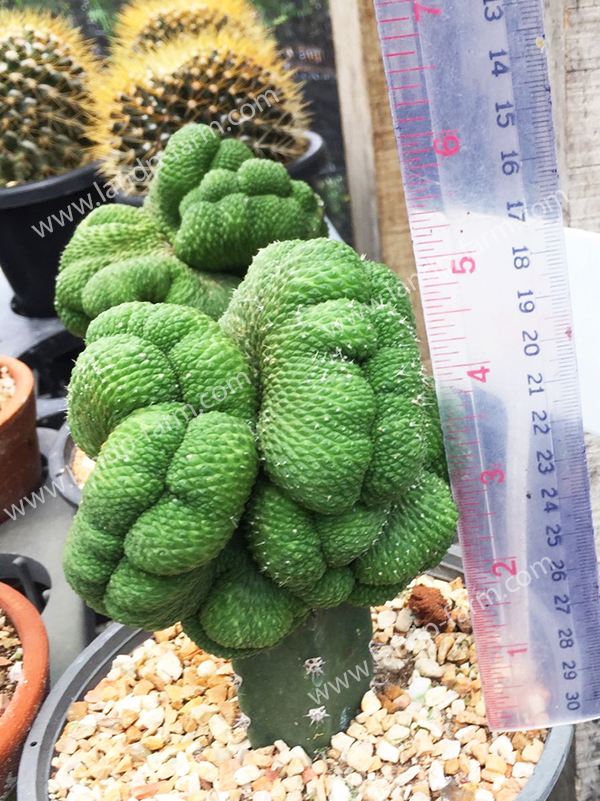 Cereus Peruvianus Monstrosus<br>CAC-060<br>              