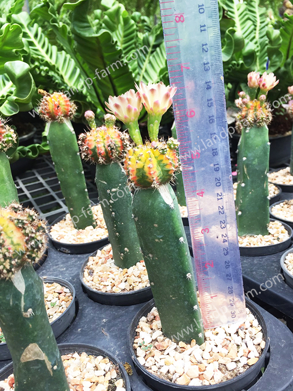 Gymnocalycium Mihanovichii <br>CAC-056<br>              