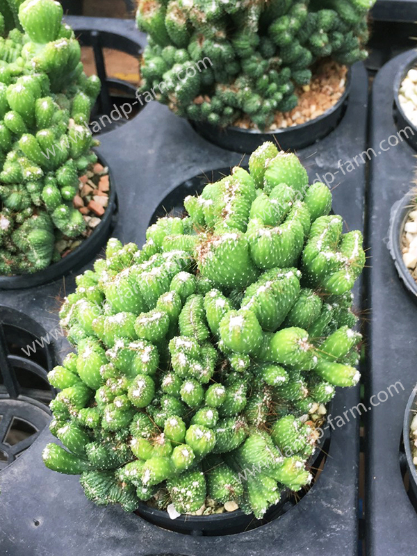 Cereus Peruvianus Cristata<br>CAC-059<br>              