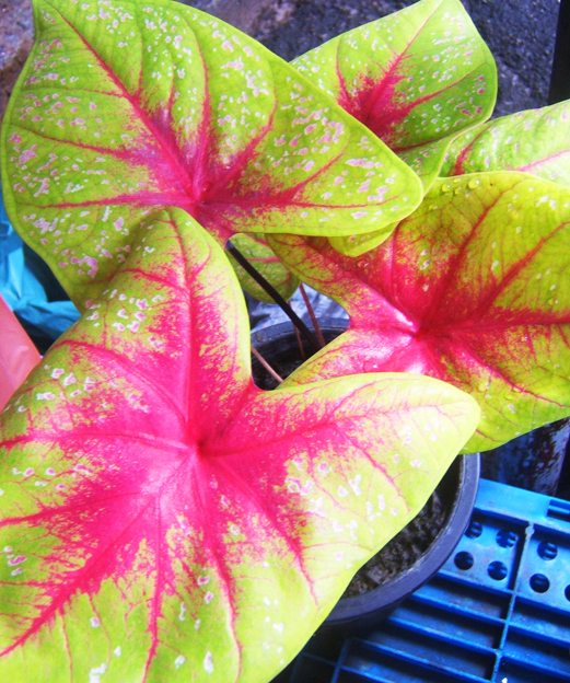 Caladium plants