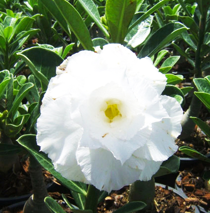 Adenium plants <br>(Rosy Adenium/triple flowers)</br>